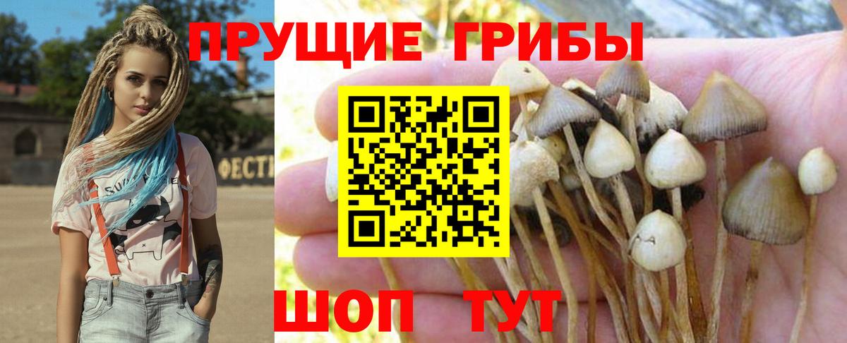 Галлюциногенные грибы Psilocybe Кунгур